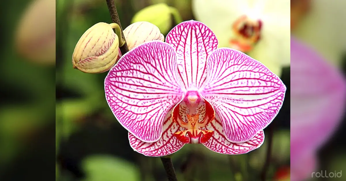 10 flores comestibles que puedes cultivar en tu propio jardín