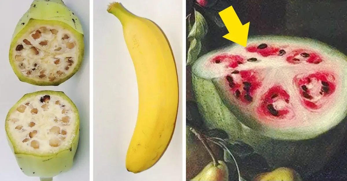 20 Imágenes de frutas actuales comparadas con la forma que tenían hace miles de años