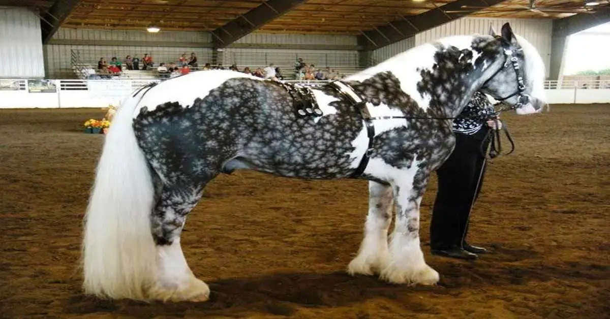 24 caballos con los pelajes más espectaculares que verás jamás