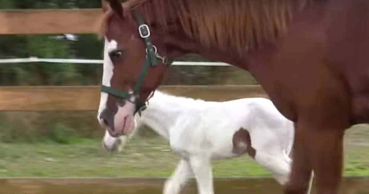 Este caballo sale a pasear por primera vez en su vida ¡Y es adorable!