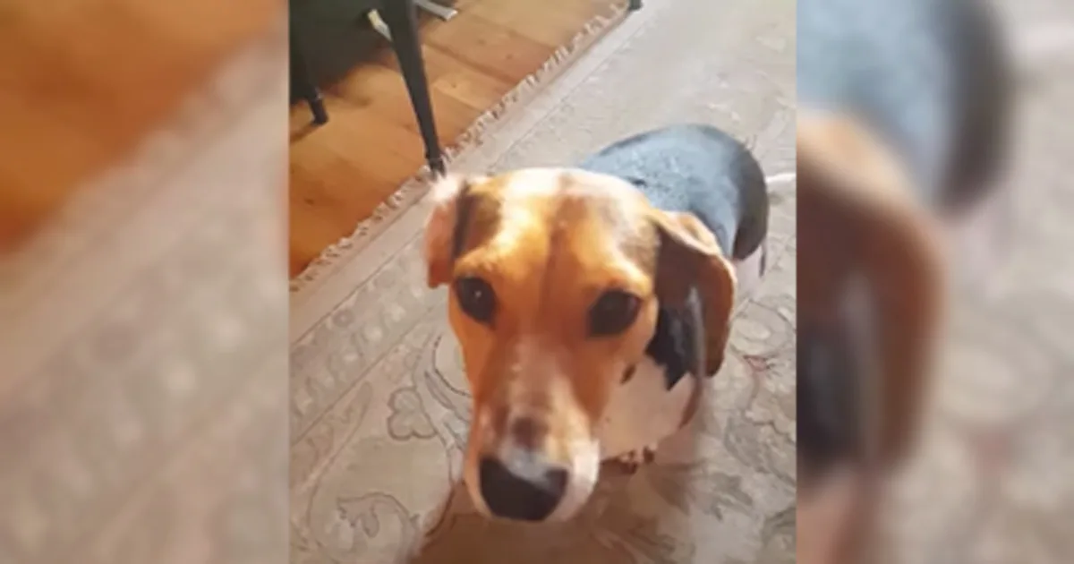 Esta familia adoptó un perro que escondía un talento muy especial