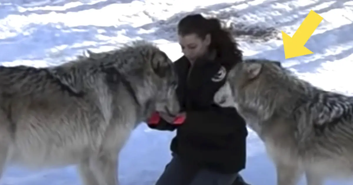 Un gigantesco lobo aparece junto a ella, pero mira lo que ocurre cuando se miran mutuamente