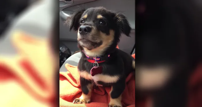 Este cachorrito tiene la rabieta más adorable del mundo