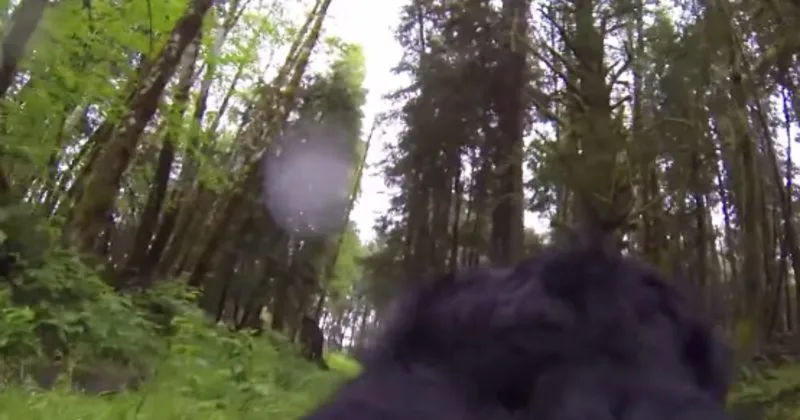 Este perro equipado con una GoPro se ha topado con algo terrorífico en el bosque