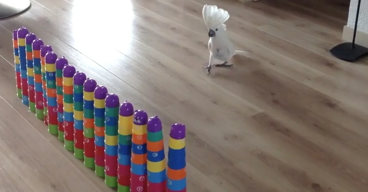 Esta divertida Cacatúa se cree que es un enorme monstruo sacado de una película