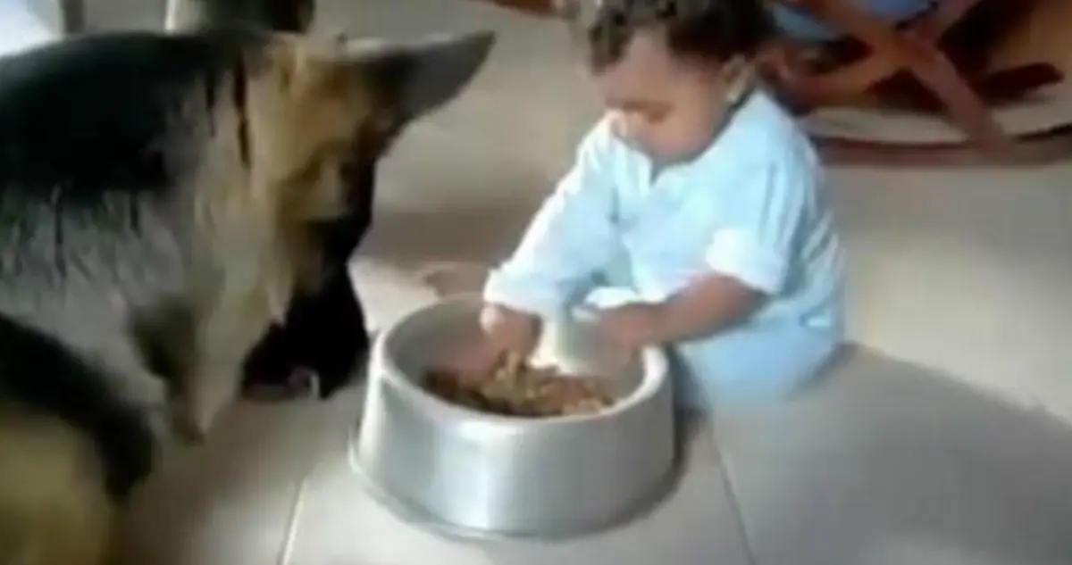 Esto es lo que pasa cuando los bebés y los perros se juntan por primera vez