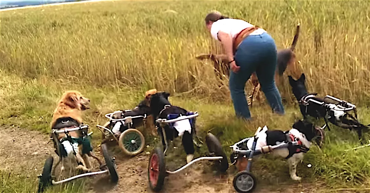Estos perros en silla de ruedas son realmente felices y disfrutan jugando con los demás como unos campeones