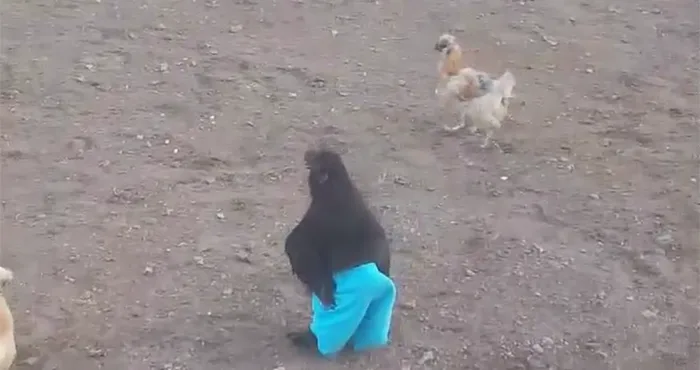 Este vídeo de un gallo corriendo con un pantalón azul ha revolucionado las redes sociales