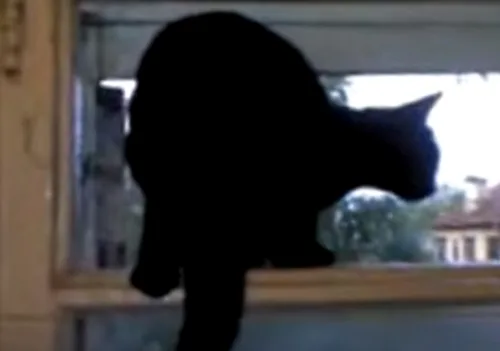Esta mujer se quedó completamente desconcertada con el extraño comportamiento de su gato…