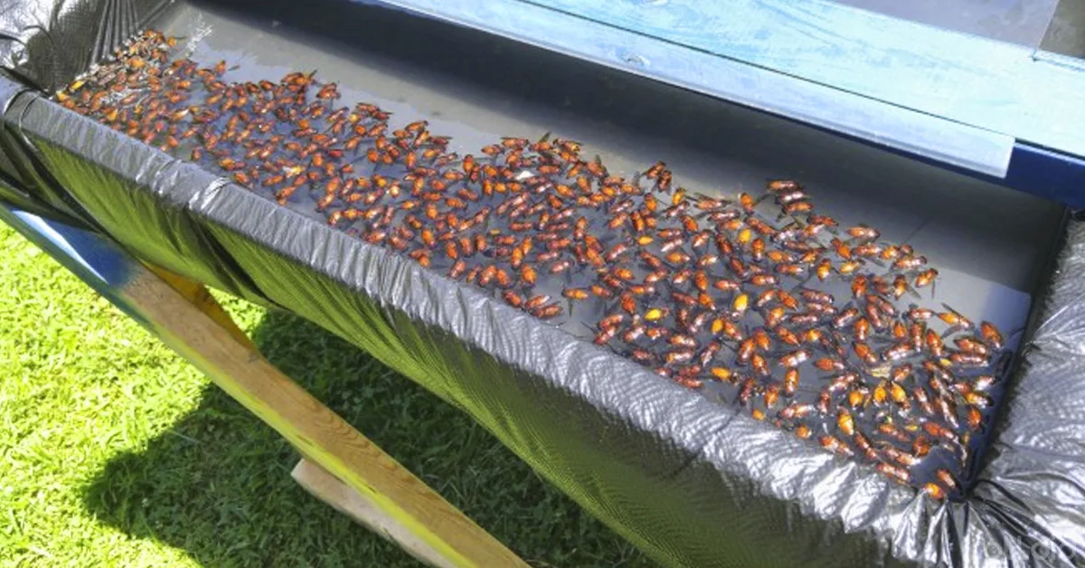 Construye tu propia trampa para insectos, éxito asegurado.