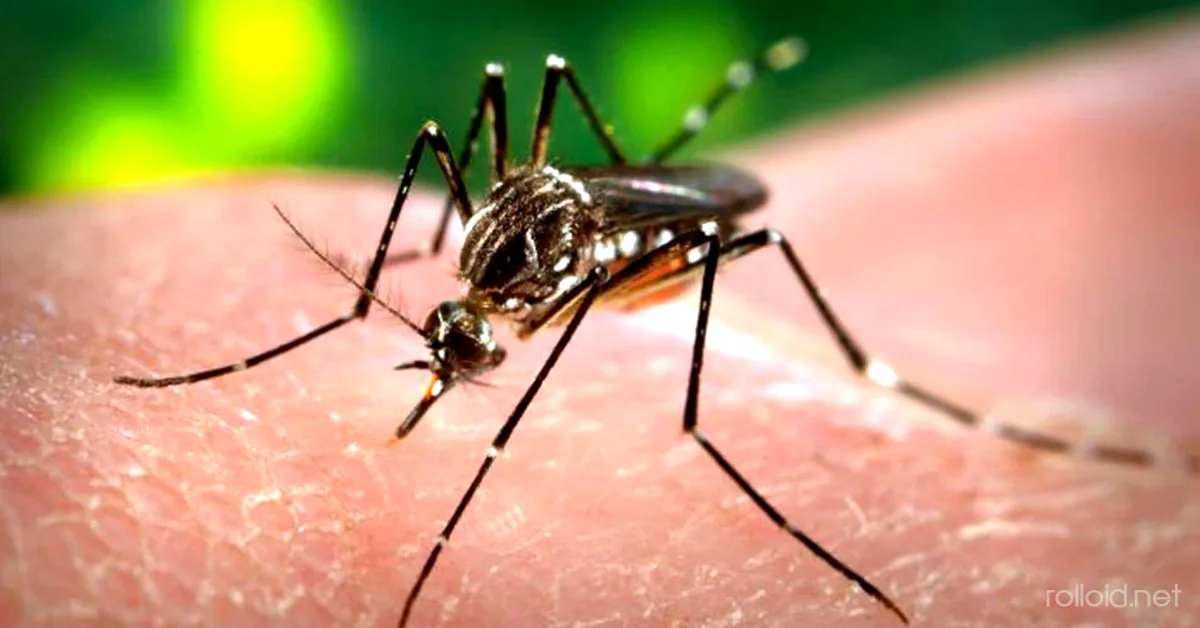 El Virus Zika: Todo lo que DEBES saber sobre esta Enfermedad