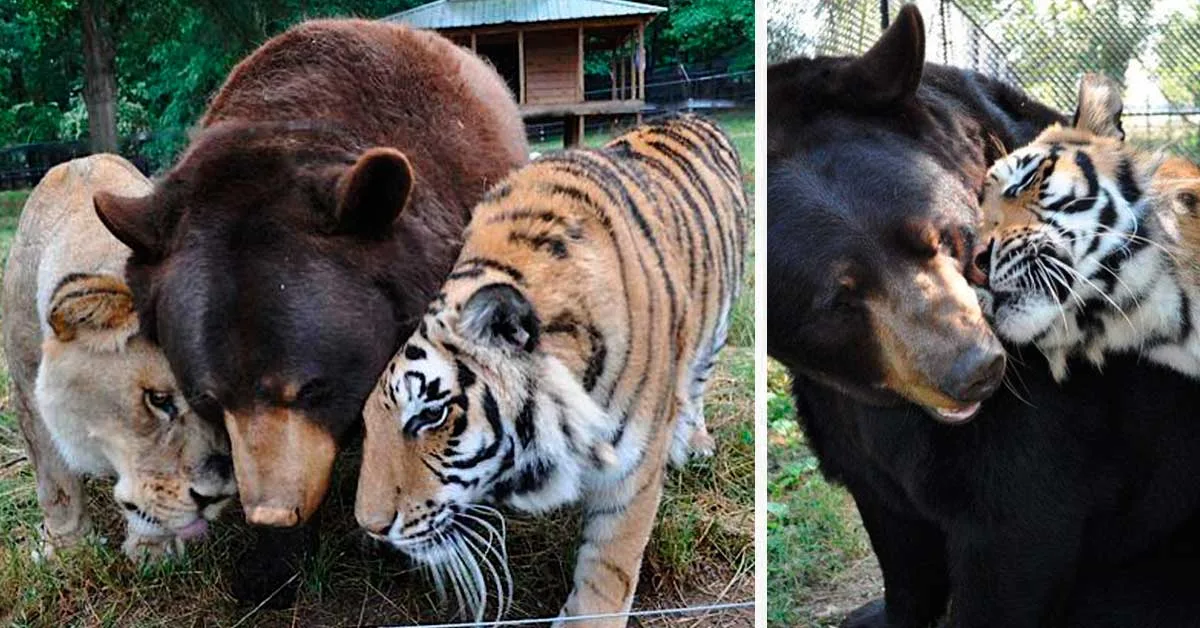 ¡Este Oso, León y Tigre no se han separado durante 15 años!