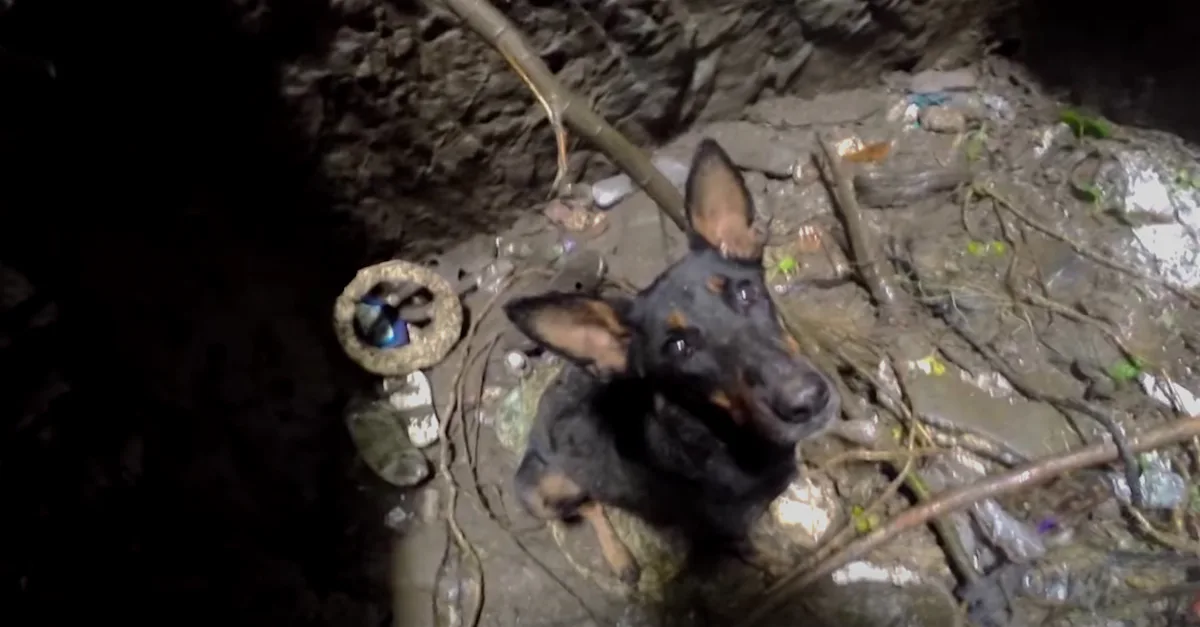 Después de caer en un profundo pozo, este cachorro no pudo evitar llorar cuando vio al equipo de rescate