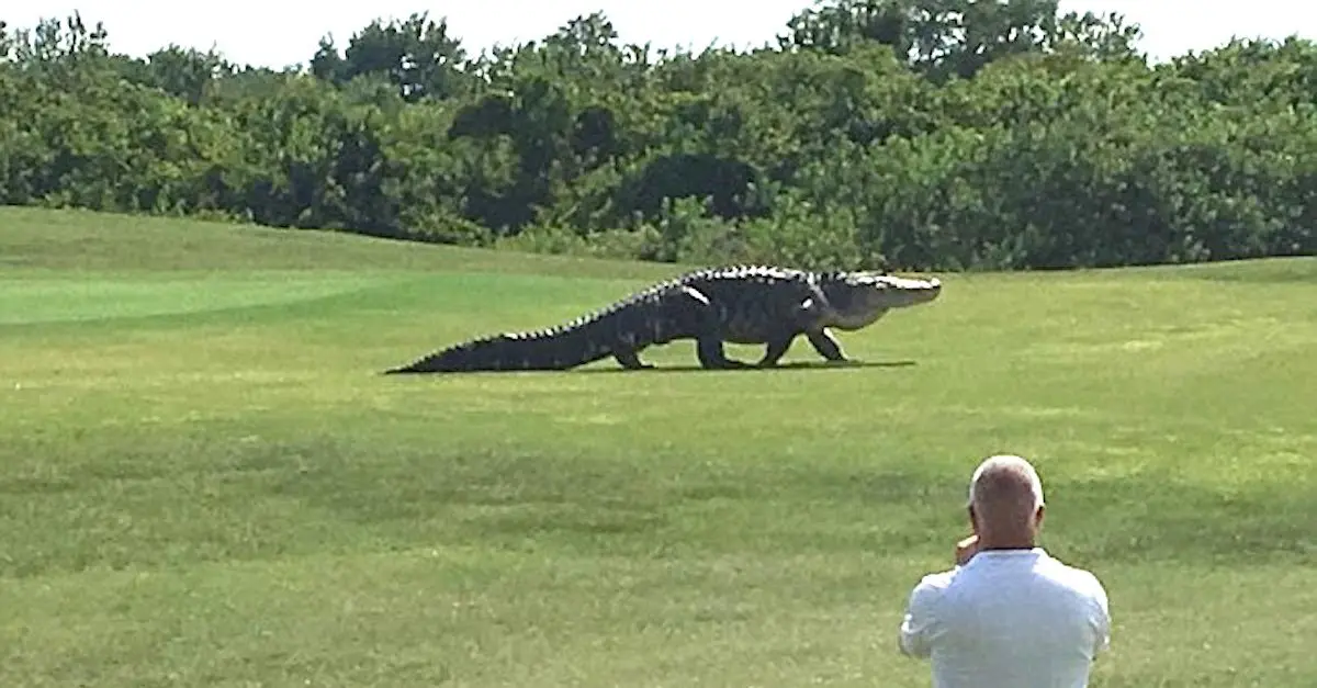 El vídeo de un cocodrilo gigante se viraliza al pasearse tranquilamente por un campo de Golf