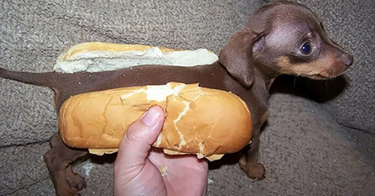 Las 21 fotos de perros salchicha más tiernas que verás en tu vida