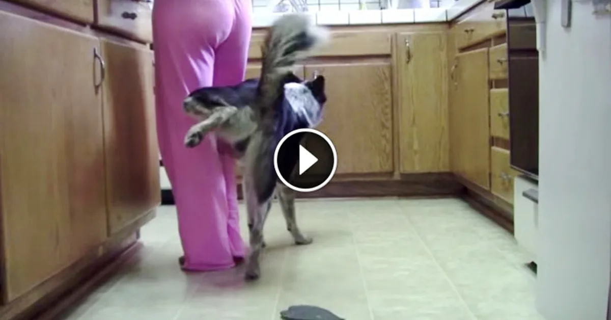 Lo llaman el perro mejor entrenado del mundo. Echa un vistazo y comprobarás porqué…