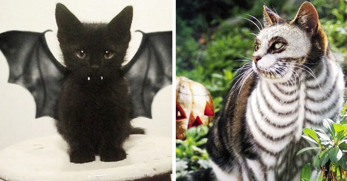 Los 20 Disfraces de gatos más terroríficos y originales para Halloween