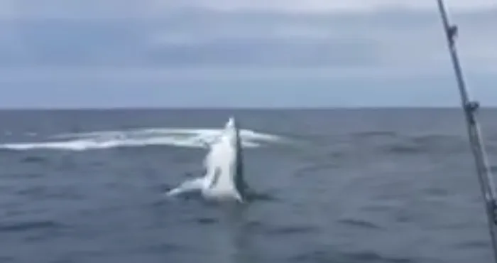 Los tiburones parece que básicamente pueden volar y estamos todos condenados…