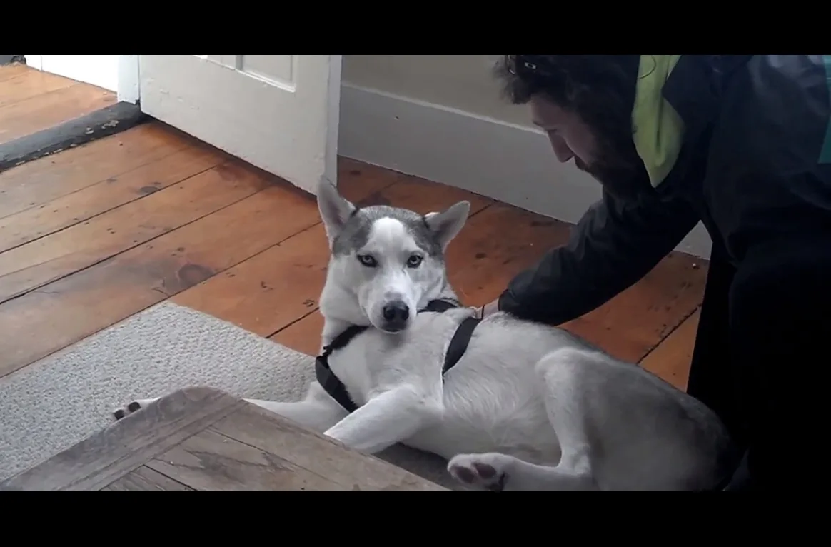 Intentan meter a su Husky de 11 meses en la caseta y su reacción no tiene desperdicio