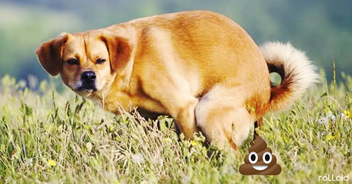 ¿Por qué los perros nos miran fijamente cuando hacen sus necesidades?