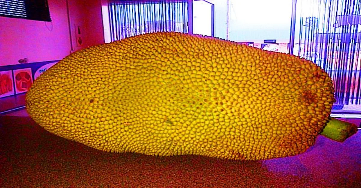Jackfruit: la fruta que podría ayudar a combatir el hambre en el mundo