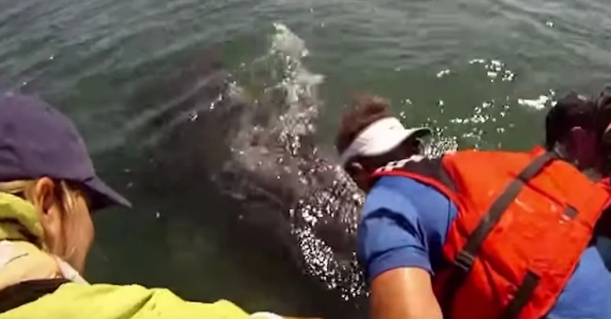 Esta cría de ballena asoma a la superficie para saludar a los humanos… pero mira lo que había debajo