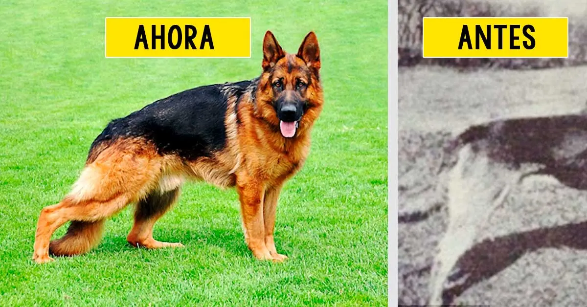 Así han cambiado los perros en los últimos 100 años: fotos que lo demuestran