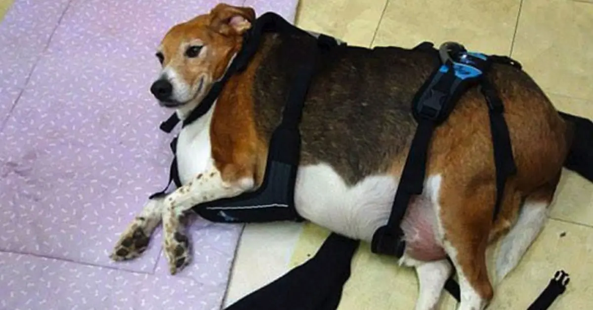 Esta perrita conquista las redes con su espectacular cambio de imagen