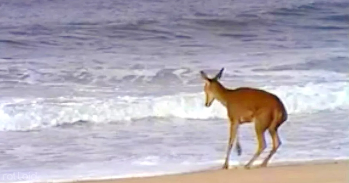 Un ciervo despistado llega a la playa y termina jugando en el mar como nunca
