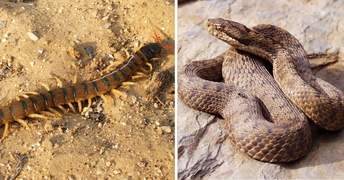 Los 5 animales más peligrosos de España: si te los encuentras por la calle, sal corriendo