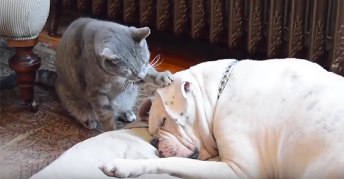 Este gato intentó despertar a su amigo perro dormilón… y el resultado es puro humor