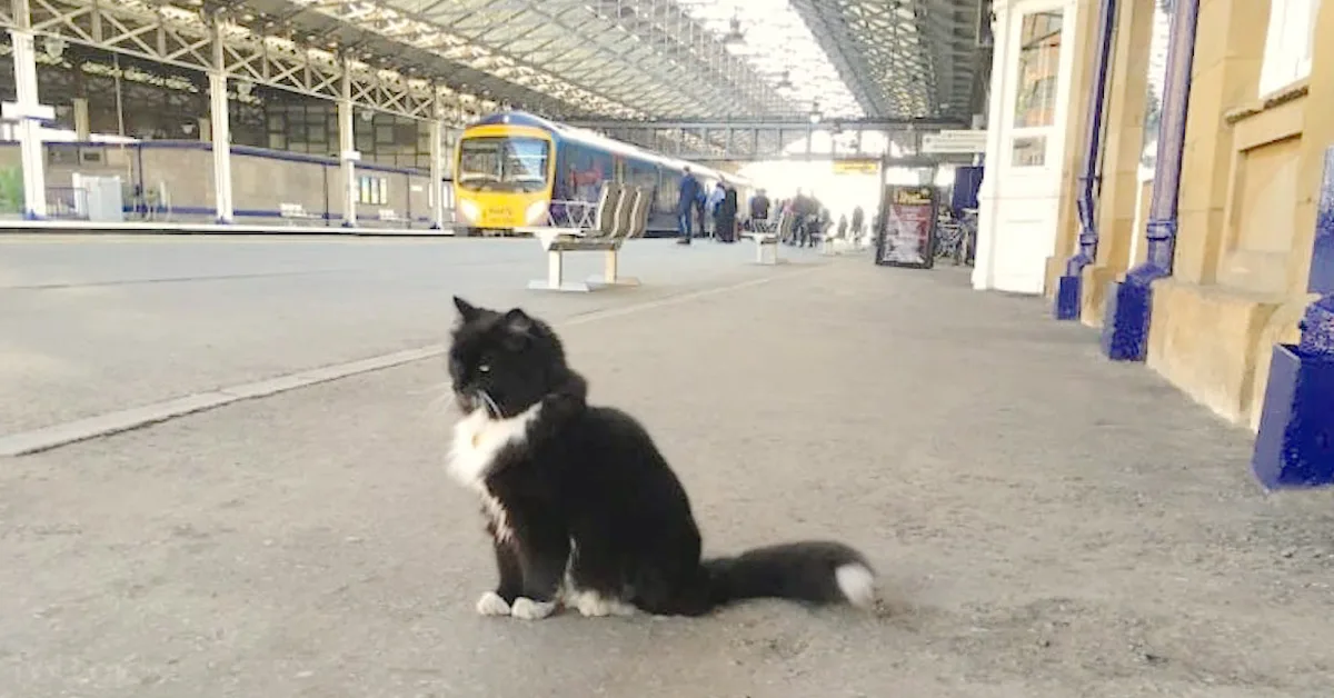 Esta gata rara aparece cada día en el andén de la estación. Espera a descubrir el motivo…