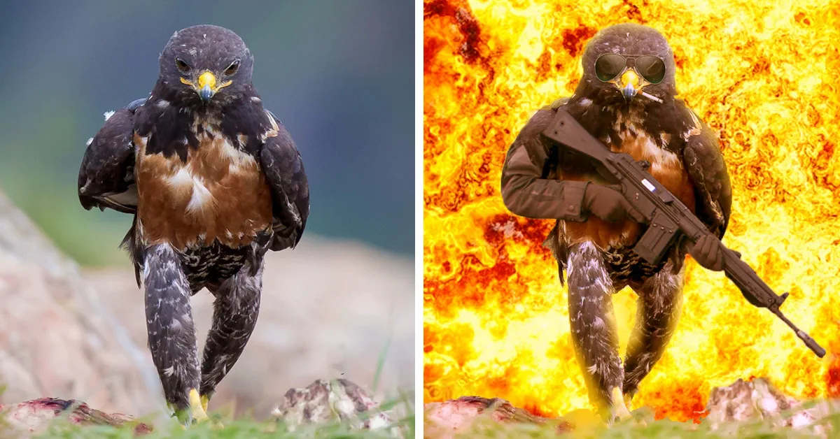 Este halcón durísimo desató la batalla de Photoshop más brutal que hemos visto
