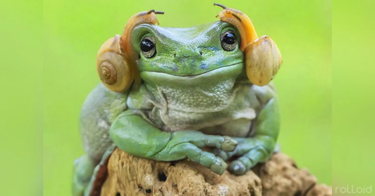 La rana que es clavadita a la princesa Leia y los memes que arrasaron en internet