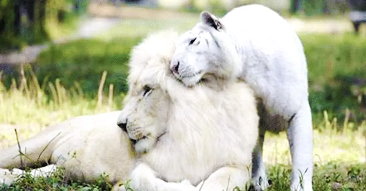 Un león blanco y una tigresa se convirtieron en padres: así son sus adorables cachorros