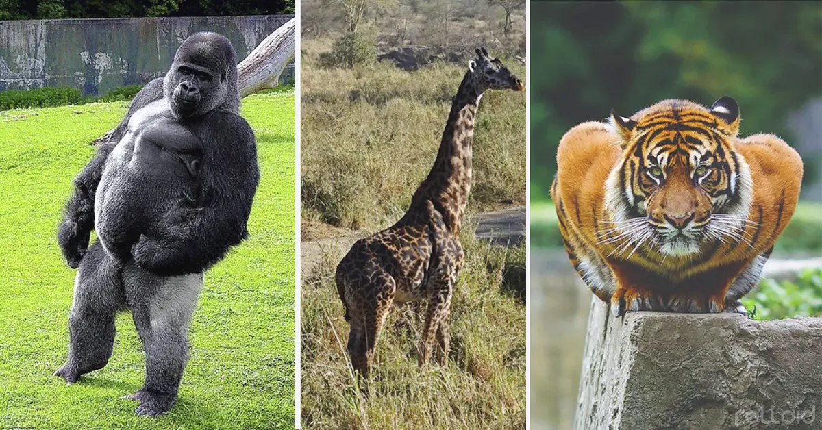 18 animales tan musculosos que te harán replantearte tu rutina de gimnasio