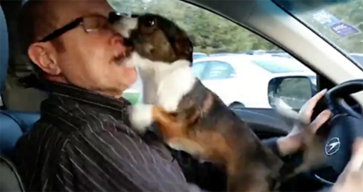 Un perrito descubre a dónde lo lleva su dueño en coche y su reacción lo dice todo