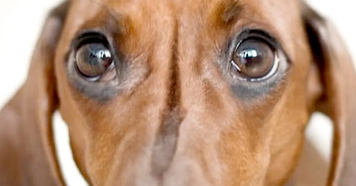 Qué hace realmente un perro justo antes de despedirse, según un veterinario